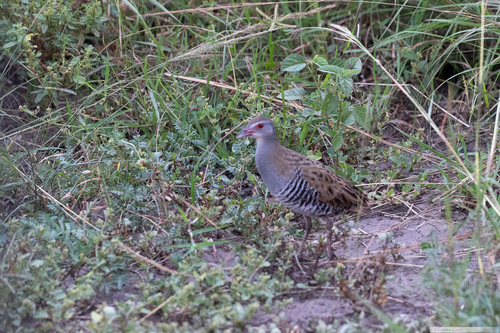 iNaturalist image