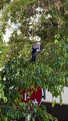 Garrulus glandarius atricapillus