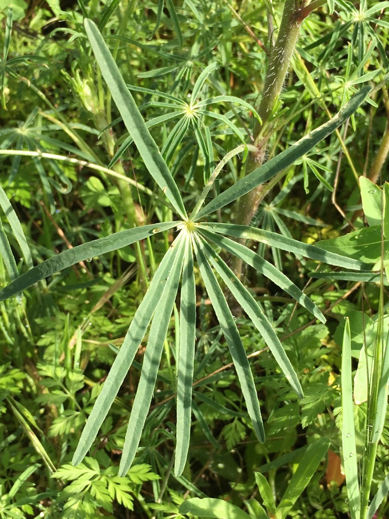 Spider Lupine