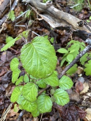 Viburnum carlesii