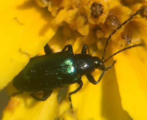 Scelolyperus curvipes