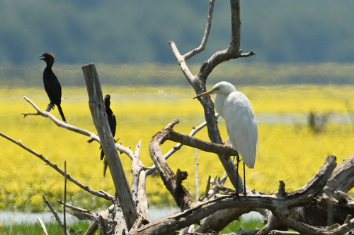 Great Egret