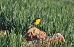 Motacilla flava flava