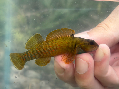 Bluebreast darter (Etheostoma camurum) — Percidae — 2
