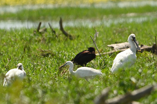 Eurasian Spoonbill