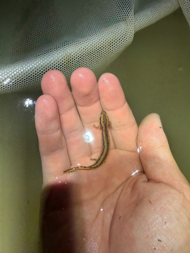 Common Mudpuppy observed by steven_wang15636
