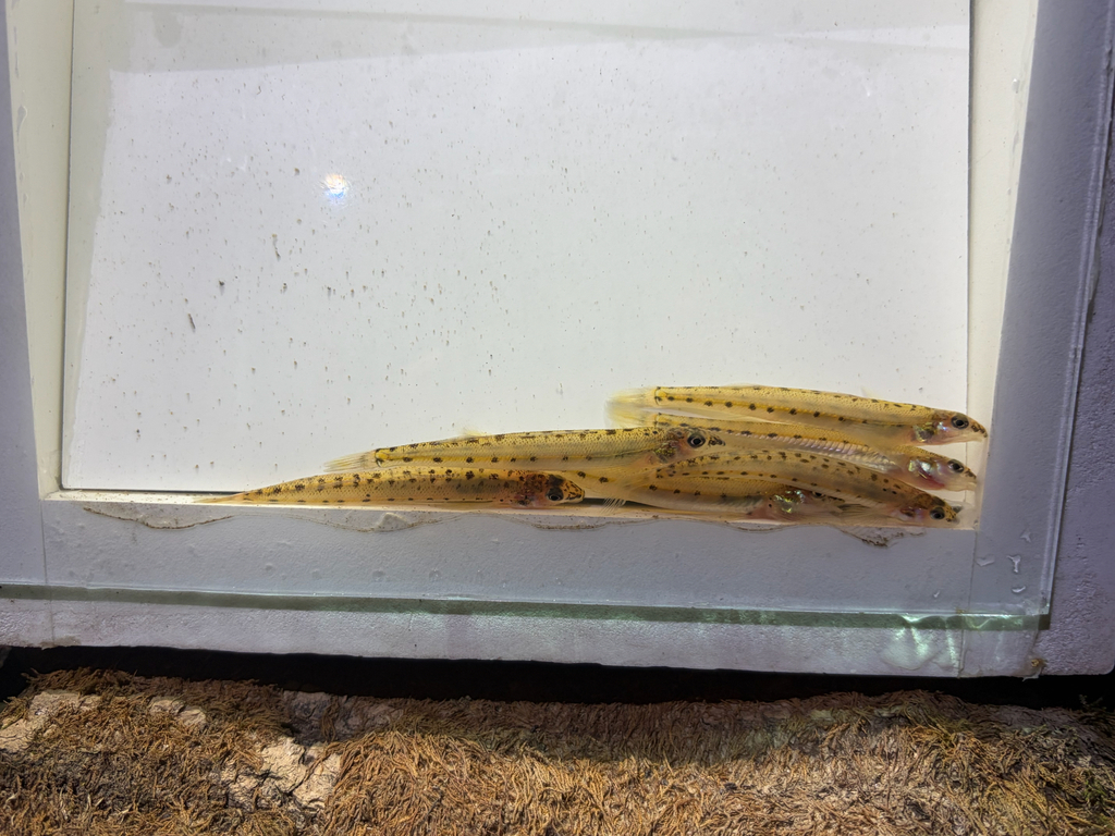 Eastern Sand Darter