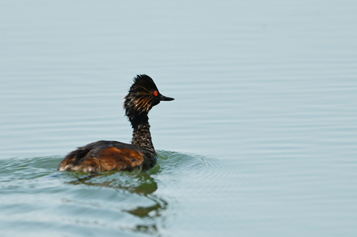 Eared Grebe