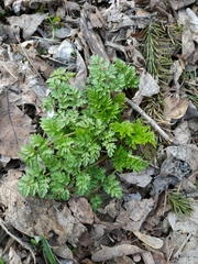 Anthriscus sylvestris