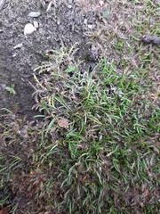 Leptinella maniototo