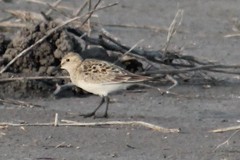 Calidris fuscicollis