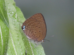 Arhopala major