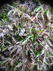 Leptinella maniototo