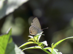 Catopyrops ancyra