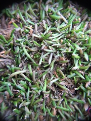 Leptinella maniototo