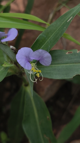 Wavy-Leaf Dayflower