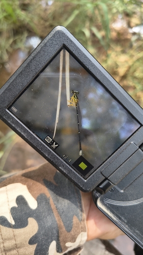 Yellow featherlegs