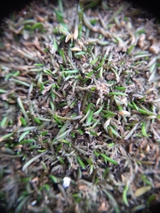 Leptinella maniototo