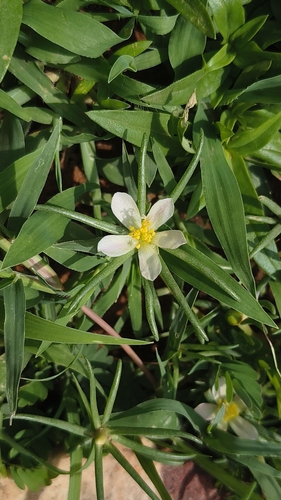 Portulaca tuberosa