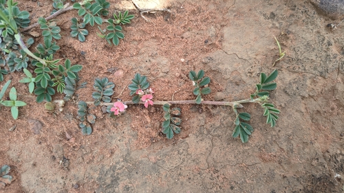 Birdsville Indigo