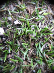 Leptinella maniototo