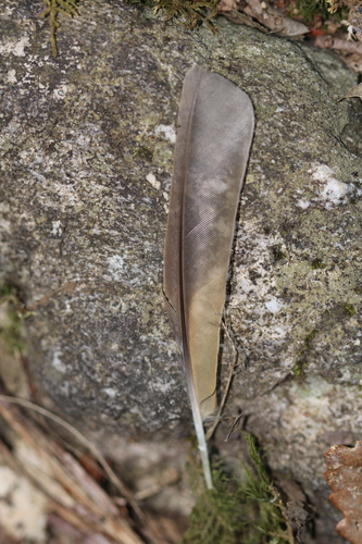 Plume de Grive musicienne
