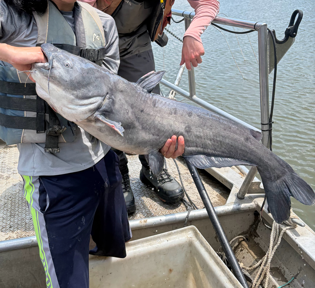 Blue Catfish