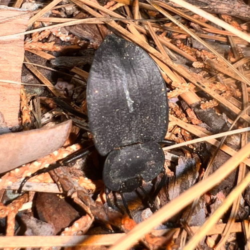 Embaphion contusum