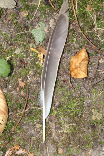 Plume de Grive litorne