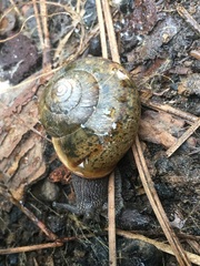 Helminthoglypta cypreophila