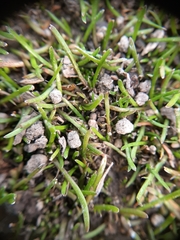 Leptinella maniototo