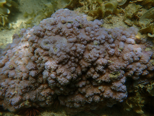 Montipora flabellata observed 2026-07-08