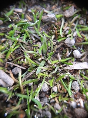 Leptinella maniototo