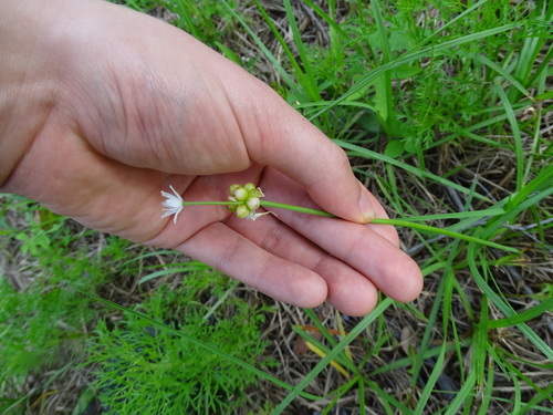 Allium canadense image