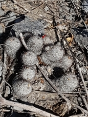 Mammillaria haageana meissneri