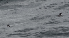 Synthliboramphus antiquus