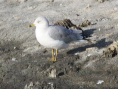 Larus delawarensis