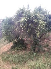 Prunus ilicifolia ilicifolia