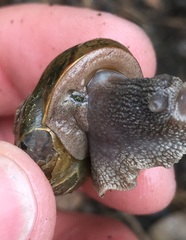 Helminthoglypta cypreophila