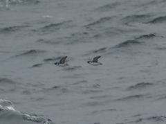 Synthliboramphus antiquus