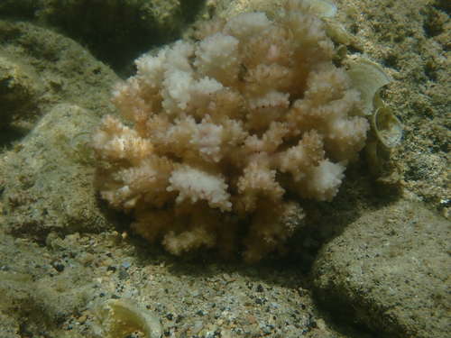 Pocillopora damicornis, 2026-07-08