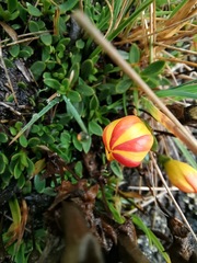Gentianella hirculus