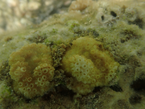 Cyphastrea ocellina observed 2026-07-08