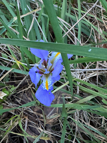 Algerian Iris