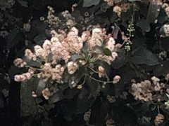 Prunus ilicifolia ilicifolia