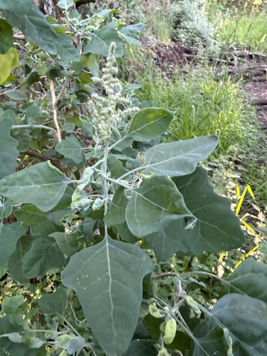 Chenopodium oahuense observed 2026-07-08
