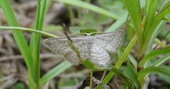 Idaea ostentaria