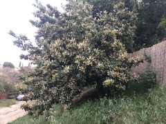 Prunus ilicifolia ilicifolia