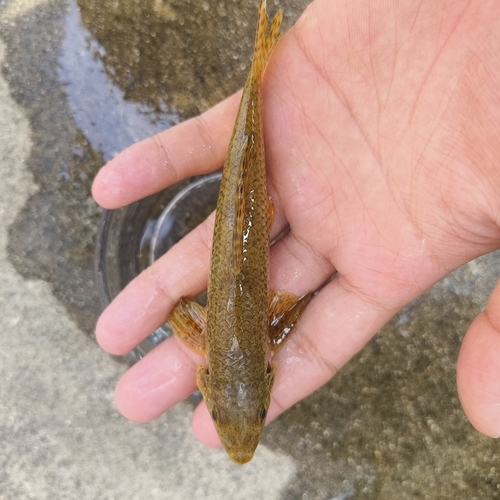 Chinese False Gudgeon