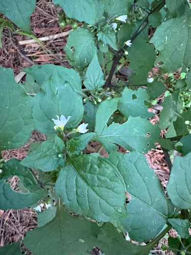 black nightshade